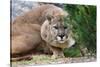 Cougar Crouching-Lantern Press-Stretched Canvas