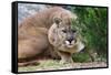 Cougar Crouching-Lantern Press-Framed Stretched Canvas