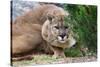 Cougar Crouching-Lantern Press-Stretched Canvas