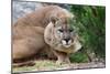 Cougar Crouching-Lantern Press-Mounted Art Print