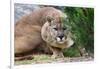 Cougar Crouching-Lantern Press-Framed Art Print