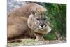 Cougar Crouching-Lantern Press-Mounted Premium Giclee Print