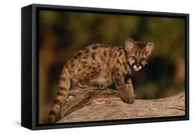 Cougar Cub Sitting on Log-DLILLC-Framed Stretched Canvas