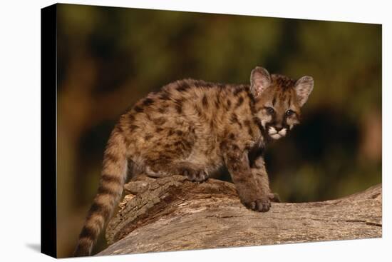 Cougar Cub Sitting on Log-DLILLC-Stretched Canvas