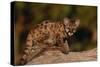 Cougar Cub Sitting on Log-DLILLC-Stretched Canvas