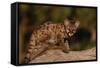 Cougar Cub Sitting on Log-DLILLC-Framed Stretched Canvas