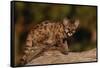 Cougar Cub Sitting on Log-DLILLC-Framed Stretched Canvas