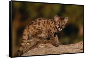 Cougar Cub Sitting on Log-DLILLC-Framed Stretched Canvas