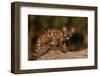 Cougar Cub Sitting on Log-DLILLC-Framed Photographic Print