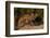 Cougar Cub Sitting on Log-DLILLC-Framed Photographic Print