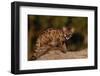 Cougar Cub Sitting on Log-DLILLC-Framed Photographic Print