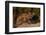 Cougar Cub Sitting on Log-DLILLC-Framed Photographic Print