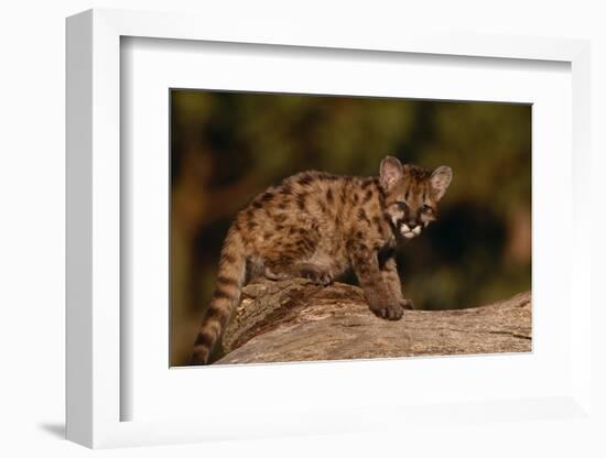 Cougar Cub Sitting on Log-DLILLC-Framed Photographic Print