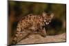 Cougar Cub Sitting on Log-DLILLC-Mounted Photographic Print