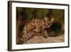 Cougar Cub Sitting on Log-DLILLC-Framed Photographic Print