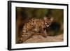 Cougar Cub Sitting on Log-DLILLC-Framed Photographic Print