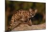 Cougar Cub Sitting on Log-DLILLC-Mounted Photographic Print