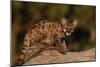 Cougar Cub Sitting on Log-DLILLC-Mounted Photographic Print