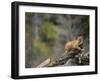 Cougar Cub-DLILLC-Framed Photographic Print