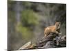 Cougar Cub-DLILLC-Mounted Photographic Print