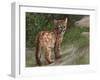 Cougar Cub-David Stribbling-Framed Art Print