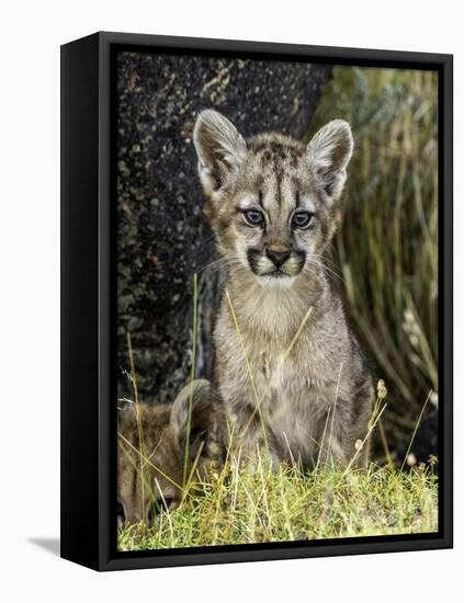 Cougar Cub-Art Wolfe-Framed Stretched Canvas