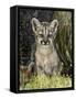 Cougar Cub-Art Wolfe-Framed Stretched Canvas