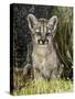 Cougar Cub-Art Wolfe-Stretched Canvas