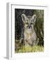 Cougar Cub-Art Wolfe-Framed Photographic Print