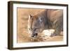 Cougar Drinking Water-Ata Alishahi-Framed Giclee Print