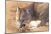 Cougar Drinking Water-Ata Alishahi-Mounted Giclee Print