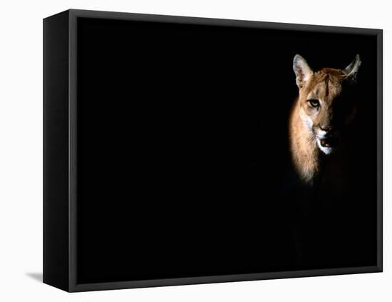 Cougar (Felis Concolor), Aka Puma or Mountain Lion, Arizona-Sonora Desert Museum, Tucson, U.S.A.-Mark Newman-Framed Stretched Canvas