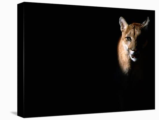 Cougar (Felis Concolor), Aka Puma or Mountain Lion, Arizona-Sonora Desert Museum, Tucson, U.S.A.-Mark Newman-Stretched Canvas