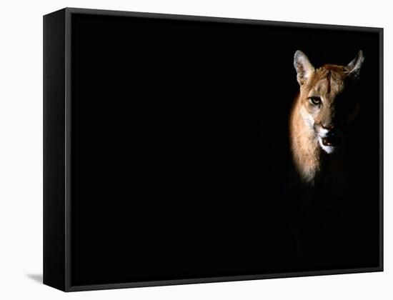 Cougar (Felis Concolor), Aka Puma or Mountain Lion, Arizona-Sonora Desert Museum, Tucson, U.S.A.-Mark Newman-Framed Stretched Canvas