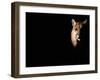 Cougar (Felis Concolor), Aka Puma or Mountain Lion, Arizona-Sonora Desert Museum, Tucson, U.S.A.-Mark Newman-Framed Premium Photographic Print