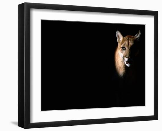 Cougar (Felis Concolor), Aka Puma or Mountain Lion, Arizona-Sonora Desert Museum, Tucson, U.S.A.-Mark Newman-Framed Premium Photographic Print