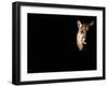 Cougar (Felis Concolor), Aka Puma or Mountain Lion, Arizona-Sonora Desert Museum, Tucson, U.S.A.-Mark Newman-Framed Premium Photographic Print