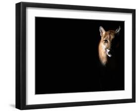 Cougar (Felis Concolor), Aka Puma or Mountain Lion, Arizona-Sonora Desert Museum, Tucson, U.S.A.-Mark Newman-Framed Premium Photographic Print