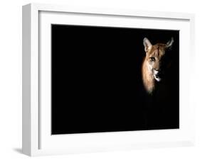 Cougar (Felis Concolor), Aka Puma or Mountain Lion, Arizona-Sonora Desert Museum, Tucson, U.S.A.-Mark Newman-Framed Premium Photographic Print