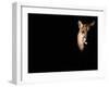 Cougar (Felis Concolor), Aka Puma or Mountain Lion, Arizona-Sonora Desert Museum, Tucson, U.S.A.-Mark Newman-Framed Photographic Print