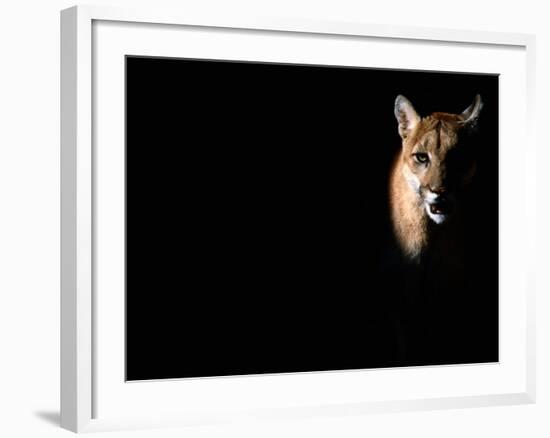 Cougar (Felis Concolor), Aka Puma or Mountain Lion, Arizona-Sonora Desert Museum, Tucson, U.S.A.-Mark Newman-Framed Photographic Print