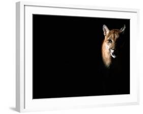 Cougar (Felis Concolor), Aka Puma or Mountain Lion, Arizona-Sonora Desert Museum, Tucson, U.S.A.-Mark Newman-Framed Photographic Print