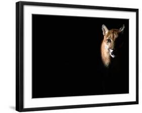 Cougar (Felis Concolor), Aka Puma or Mountain Lion, Arizona-Sonora Desert Museum, Tucson, U.S.A.-Mark Newman-Framed Photographic Print