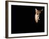 Cougar (Felis Concolor), Aka Puma or Mountain Lion, Arizona-Sonora Desert Museum, Tucson, U.S.A.-Mark Newman-Framed Photographic Print