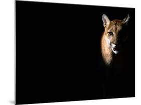 Cougar (Felis Concolor), Aka Puma or Mountain Lion, Arizona-Sonora Desert Museum, Tucson, U.S.A.-Mark Newman-Mounted Photographic Print