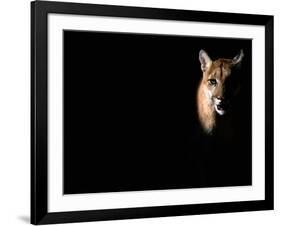 Cougar (Felis Concolor), Aka Puma or Mountain Lion, Arizona-Sonora Desert Museum, Tucson, U.S.A.-Mark Newman-Framed Photographic Print