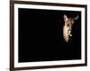 Cougar (Felis Concolor), Aka Puma or Mountain Lion, Arizona-Sonora Desert Museum, Tucson, U.S.A.-Mark Newman-Framed Photographic Print