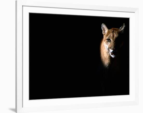 Cougar (Felis Concolor), Aka Puma or Mountain Lion, Arizona-Sonora Desert Museum, Tucson, U.S.A.-Mark Newman-Framed Photographic Print