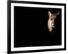 Cougar (Felis Concolor), Aka Puma or Mountain Lion, Arizona-Sonora Desert Museum, Tucson, U.S.A.-Mark Newman-Framed Photographic Print