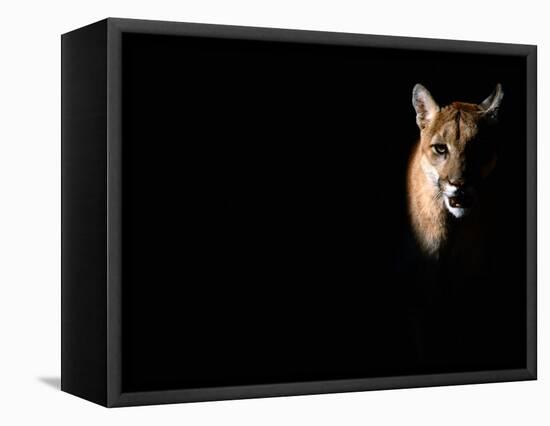 Cougar (Felis Concolor), Aka Puma or Mountain Lion, Arizona-Sonora Desert Museum, Tucson, U.S.A.-Mark Newman-Framed Stretched Canvas